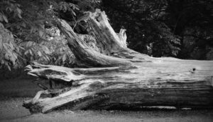 Flash Fiction #264 – When a Tree Falls…