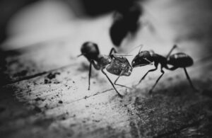 Flash Fiction #270 – The Ants of Emmet Lane