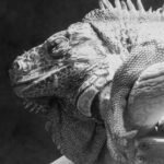 Flash Fiction #311 – You’ll Never Be Single Again