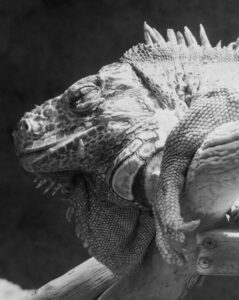 Flash Fiction #311 – You’ll Never Be Single Again