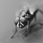 Flash Fiction #310 – Not Our Problem