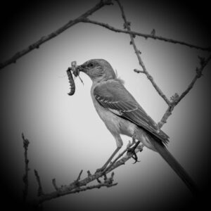 Flash Fiction #321 – The Last Worm