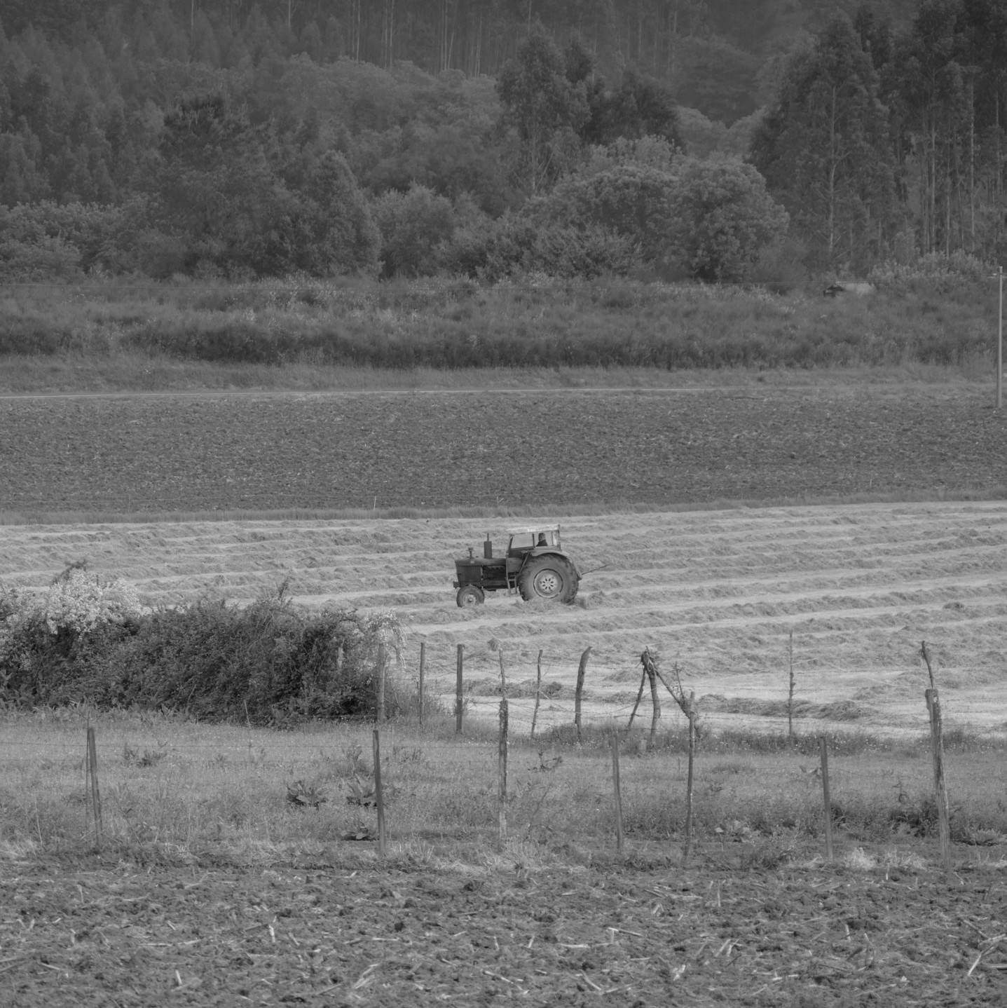 Flash Fiction #333 – Old McDonald Had a Farm